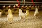 از مرغداری خانگی تا زنجیره تولید در صنعت مرغ