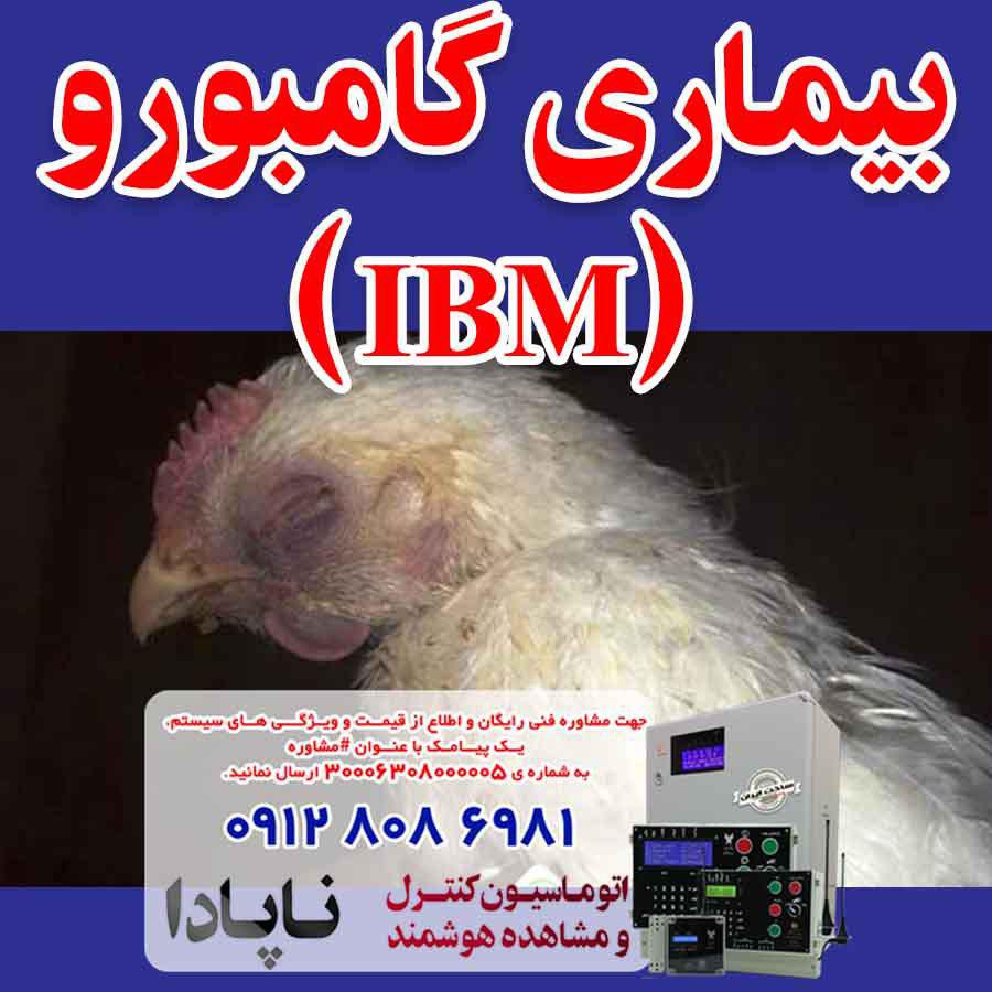 بیماری گامبورو (IBM)
