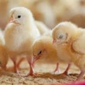 ارتباط رژیم غذایی، کیفیت جوجه ها و پرورش مرغ