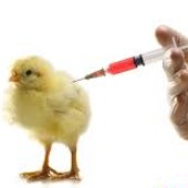اصول  مشترک و کلی واکسیناسیون