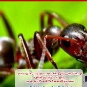 راه های از بین بردن مورچه در خاک گلدان