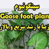 سینگونیوم Goose foot plant گیاهی زیبا با رشد سریع و بالارونده