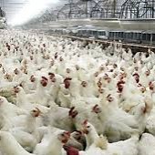 تاثیر حرارت محیط بر فعالیت مرغ ها