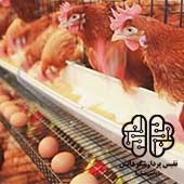 مزرعه پرورش مرغ تخم گذار
