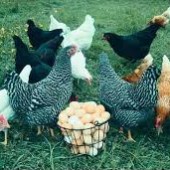 بلوغ زودتر مرغ تخمگذار با نوردهی مناسب