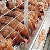 اصول ساختمانی قفس‌های پرورش مرغ تخمگذار