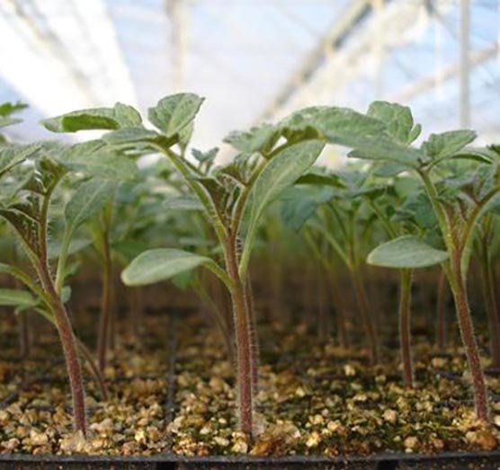 درجه حرارت های توصیه شده برای جوانه زنی بذر و پرورش نشاء گیاه گوجه فرنگی در شرایط نوری مختلف