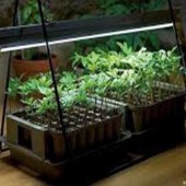 چگونه رشد و عملکرد گیاه را با نور مصنوعی افزایش دهید