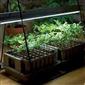 چگونه رشد و عملکرد گیاه را با نور مصنوعی افزایش دهید
