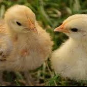 رهنمودهایی در زمینۀ نوک زنی در میان مرغ های تخمگذار