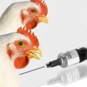 تأثیر واکسن ها در حفظ بیوسکیوریتی در فارم های گوشتی