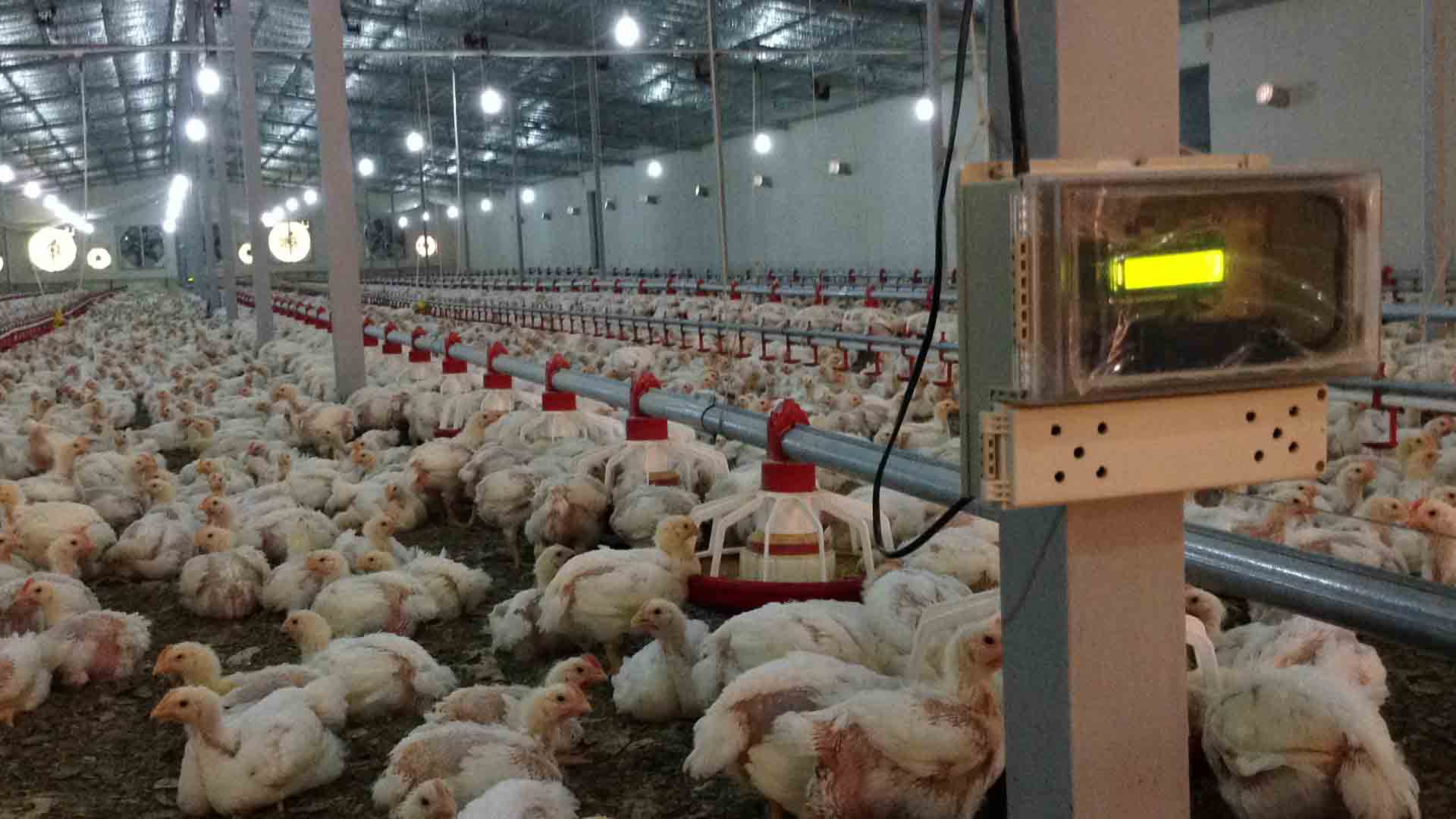 NAPADA Poultry automation for 4 salons Alertis model