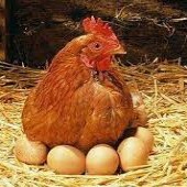 مرغ در چه سنی شروع به تخم گذاری می کند؟