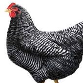 مشخصات ظاهری مرغ پلیموت راک
