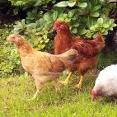 علائم استرس گرمایی در طیور تخمگذار و گوشتی
