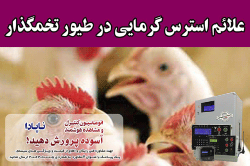 علائم استرس گرمایی در طیور تخمگذار و گوشتی